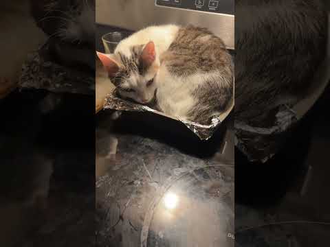 J'ai trouvé mon chat en train de faire la sieste sur mon plateau de brownies