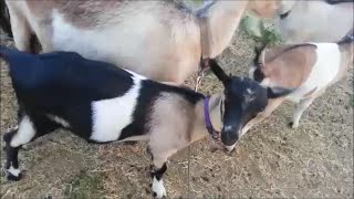 July Goat Update