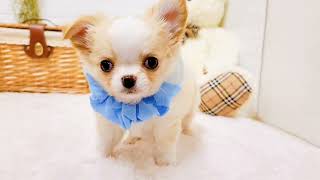 チワワ（ロング）の動画02