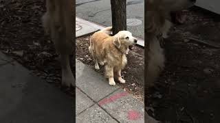 Download lagu #very cute 🐩 #shortviral video#so sweet fella @ArlendaTV mp3 Download lagu #very cute 🐩 #shortviral video#so sweet fella @ArlendaTV mp3