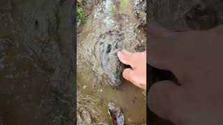 Download lagu While Having Fun Shooting Fish, I Actually Got a Monster Toman in the Mud 😳 #shorts #viral mp3