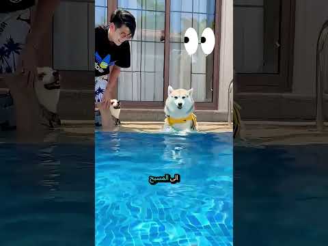 أحضر المالك كلابه إلى المسبح! 🐶