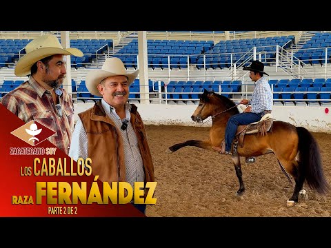 VICENTE FERNÁNDEZ HIZO CON SUS MANOS esta raza de caballos finos