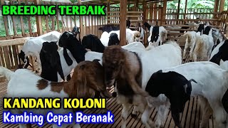 Download lagu Kandang Koloni Paling Cocok Untuk Breeding Kambing Cepat Beranak mp3