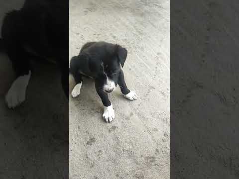 My cute dogs😍😍#nivikannukutty #doglover