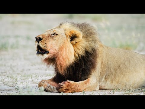 Lion roaring. Central Kalahari Game Reserve, Botswana - 4K Clip