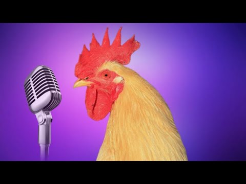 Chicken Song part 3 (original) | The hens’ dancing song | 2023 #3