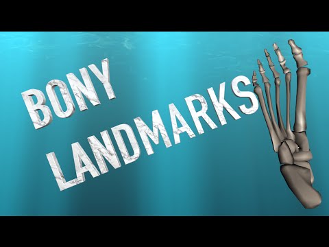 Bony Landmarks: Thorax and Upper Limb - Anterior - Kinesiology Quiz