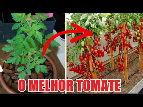 , title : 'Nunca plante TOMATE antes de ver esse video!!!!!!'