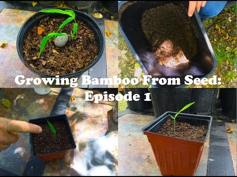 Part of a video titled Growing Bamboo From Seed: Episode 1 - YouTube