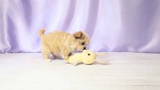 ハーフ犬の動画01