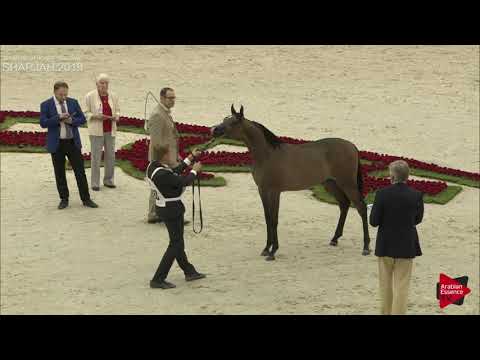 N 198 E S  ZEIN   Sharjah International 2019