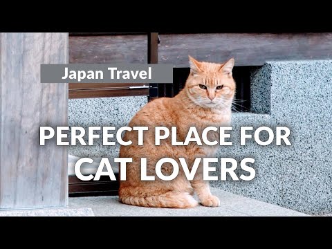 WHAT, WHERE, WHY, & HOW: Japan is the perfect place for cat lovers.