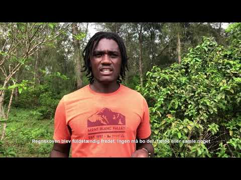 Hvorfor må stammefolk bo i udkanten af regnskoven?