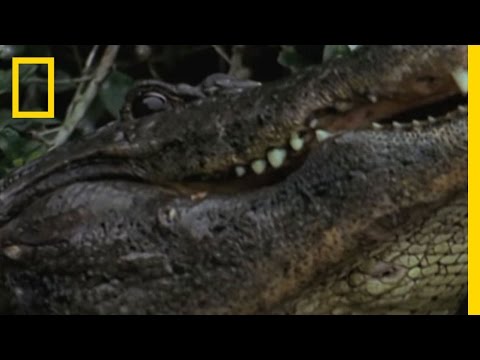 Alligator Water Dance | National Geographic