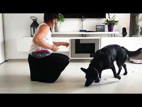 Jak nauczyć psa komendy „Nie”