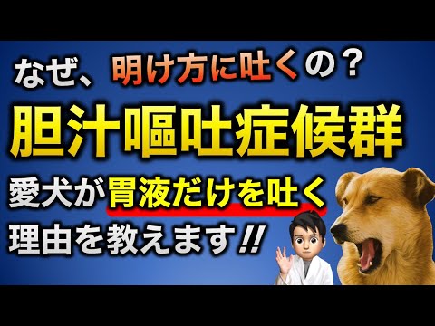 犬の黄色嘔吐に対する家庭療法