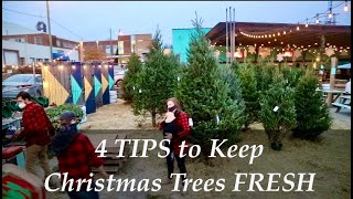 4 TIPS | Keep Christmas trees LOOKING FRESH longer