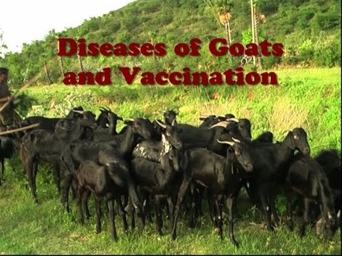 , title : 'Diseases of Goats and Vaccination'