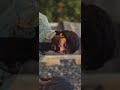 Suruli Proposal ️ ‍ ️‍ Scene In Jagame Thandhiram Suruli Propose Love Jagamethandhiram