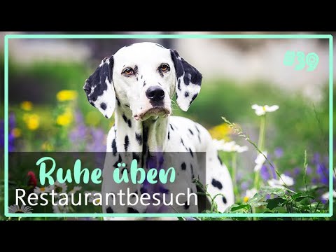 Problem Restaurantbesuch & Hunde - wir üben! | 6. Monat der Schwangerschaft | Dalmatiner, Chihuahua