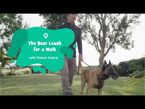 The Best Leash for a Dog Walk