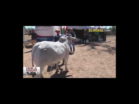 Ing  Mauricio Groppo