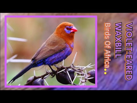 Motýlik granátový (Granatina granatina) — starostlivosť, voliéra a kŕmenie