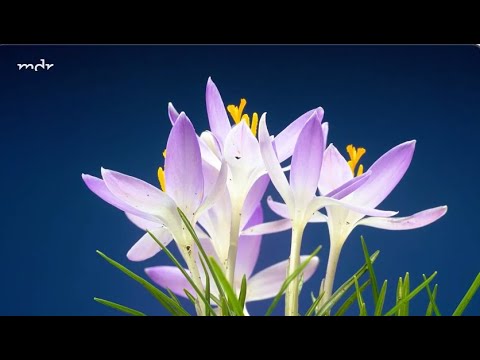 Frühlingsboten Frühblüher!