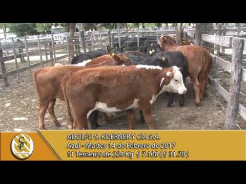 14-02-17 Venta de Machos - Adolfo S. Koerner y Cia S.A. - Azul.