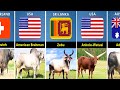 Cattle Breeds From Different Countries Bull From Different Countries