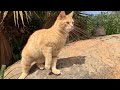 Playful Orange Tabby Cat Knows How To Enjoy The Day