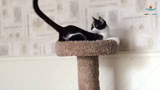 MINHA RISADA ANIMAL - VIDEO DE ANIMAIS ENGRAÇADOS #022