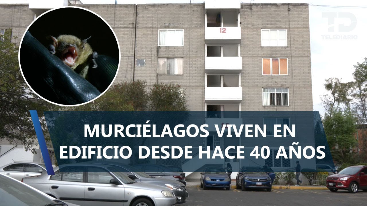 ¡De las cavernas a la ciudad! Murciélagos llevan más de 40 años viviendo en edificio de Coapa
