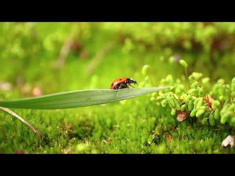 OPwekking 561 Hier aan uw voeten, Heer 1B