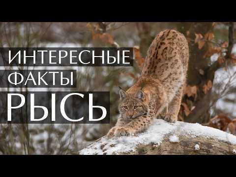 Lynx - interesting facts