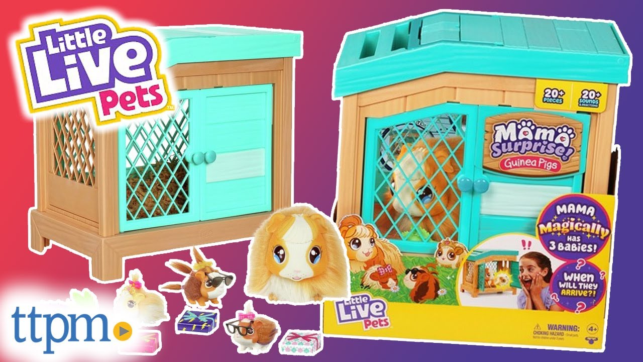 Watch video Little Live Pets Mama Surprise! Guinea Pigs from Moose Toys Review! Now Little Live Pets Mama Surprise! Guinea Pigs from Moose Toys Review!
