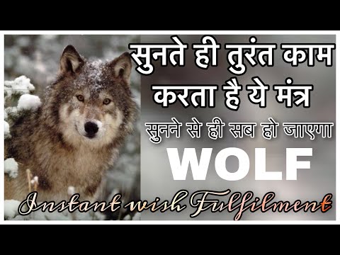 हर काम बनेगा इस मंत्र से-जो चाहोगे वो मनोकामना पूरी होगी इस शक्तिशाली मंत्र से  WOLF MANTRA CHANT