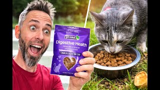 Best Cat Treats for Digestive Health  ?