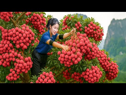 Harvesting Juicy Red Lychees - Goes Market to Sell | Fresh Fruits and Vegetables | Jolie Daily Life