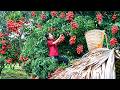 Harvesting Juicy Red Lychees Goes Market To Sell Fresh Fruits And Vegetables Jolie Daily Life