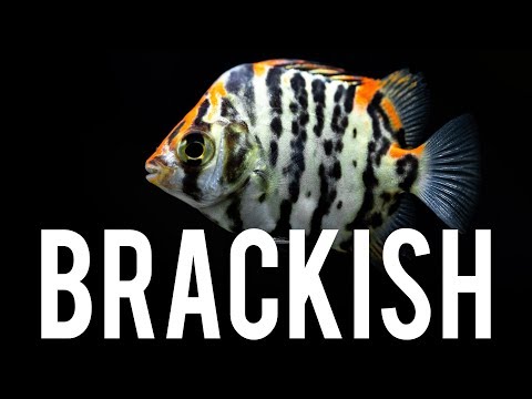 ALL or Nothing on a Brackish Water Tank