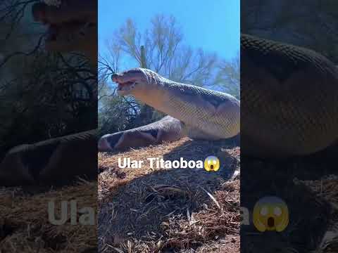 Titanoboa, zoo florida #snake #titanoboa