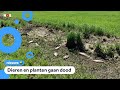 Het regent weinig en dat is een probleem