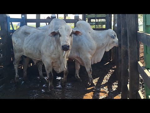 🔥🐂Feira do gado do alto Sertão Monte Alegre Sergipe 💥