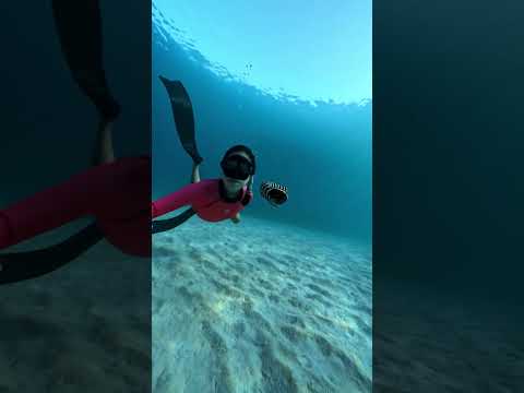 GoPro | Face-to-Face with a Sea Snake 🎬 Michiyo Nagamine #Shorts #Snakes