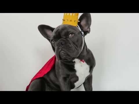 Happy birthday frenchbulldog