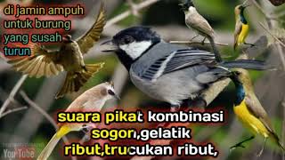 Download lagu suara pikat kombinasi//trucukan ribut,gelatik batu ribut,sogon mp3