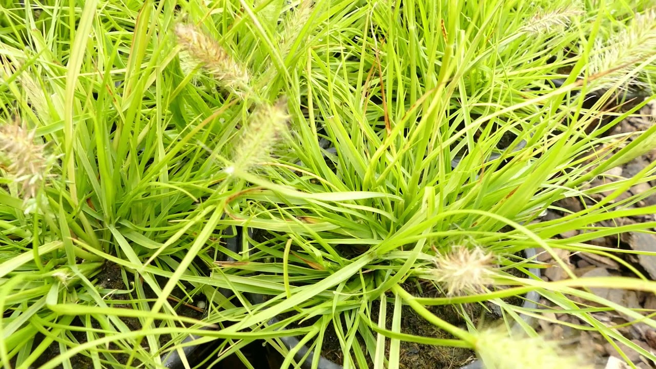 Pennisetum alopecuroides 'Hameln Gold'