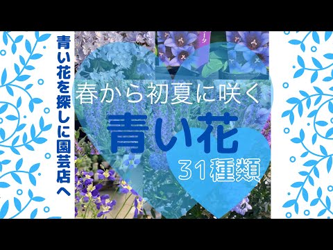 ブルーベルは剪定したほうがいいでしょうか？将来美しい花を咲かせるためにどのように世話をすればよいですか？  庭園